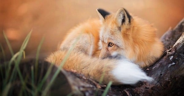 20 photos de Freya, un renard malicieux et magnifique devenu complice avec sa photographe