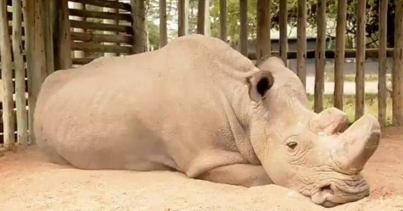 « Voilà le véritable visage de l'extinction » : ce rhinocéros blanc du Nord est le tout dernier représentant mâle de son espèce encore en vie
