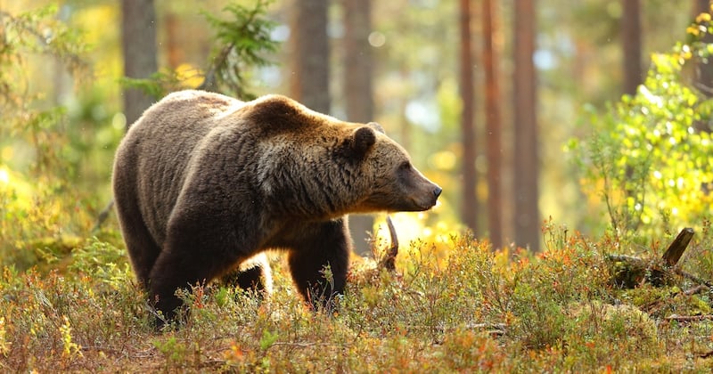 Russie : un ours mortellement blessé tue le chasseur qui lui avait tiré dessus 