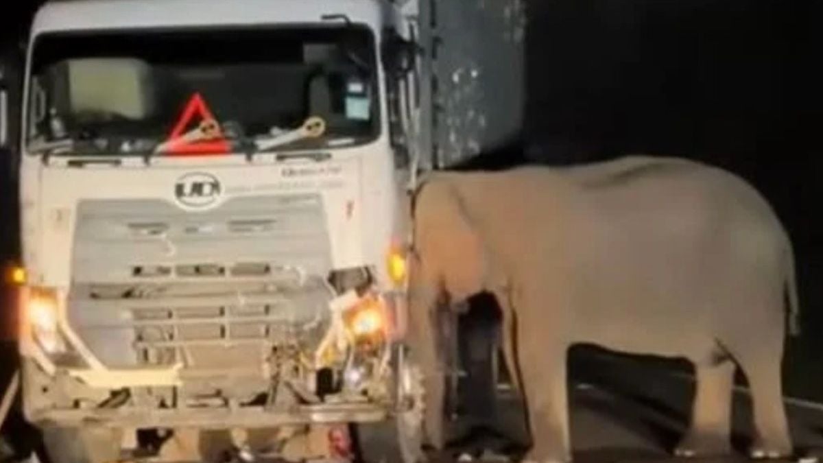 Un camion écrase un bébé éléphant, sa maman essaie de le sauver dans une vidéo déchirante
