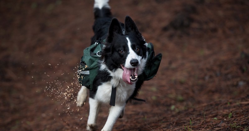 Au Chili, trois chiens sèment des graines pour replanter toute une forêt ravagée par de récents incendies