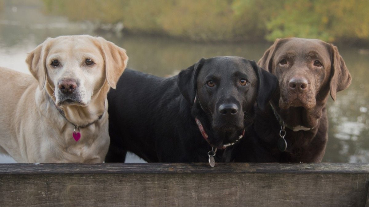 La couleur d'un chien pourrait indiquer sa durée de vie, selon une étude 