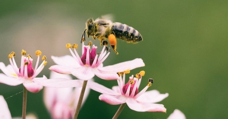 En France, des insecticides tueurs d'abeilles vont pouvoir être réutilisés pour sauver la filière sucrière