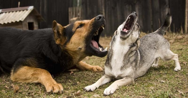 Une commune de l'Oise prend un arrêté contre les aboiements pour faire taire les chiens