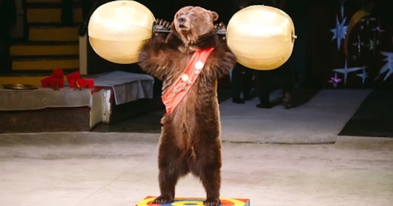 Un spectacle d'ours organisé dans une ville des Hauts-de-France provoque la colère et l'indignation