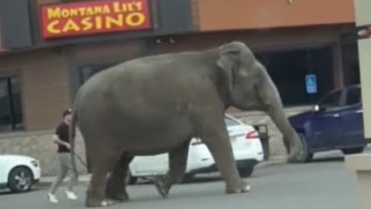Un éléphant de cirque s'échappe de son enclos et se promène dans le centre-ville 