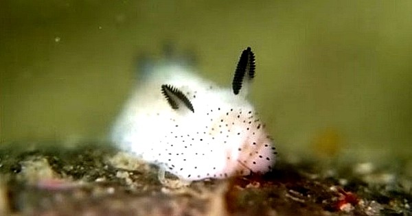 Ces minuscules lapins de mer sont si mignons... qu'ils vont vous faire littéralement craquer !