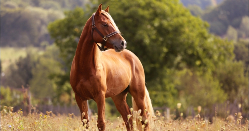 Rhône : Un premier cas de cheval mutilé a été découvert
