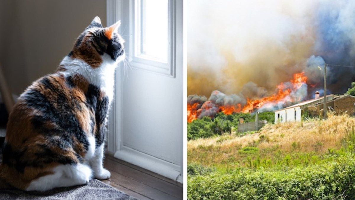 Elle abandonne ses chats chez elle en plein incendie, les internautes sont furieux