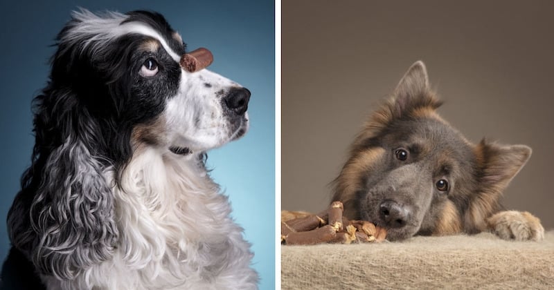 Cette photographe capture avec brio les réactions des chiens face à la nourriture 