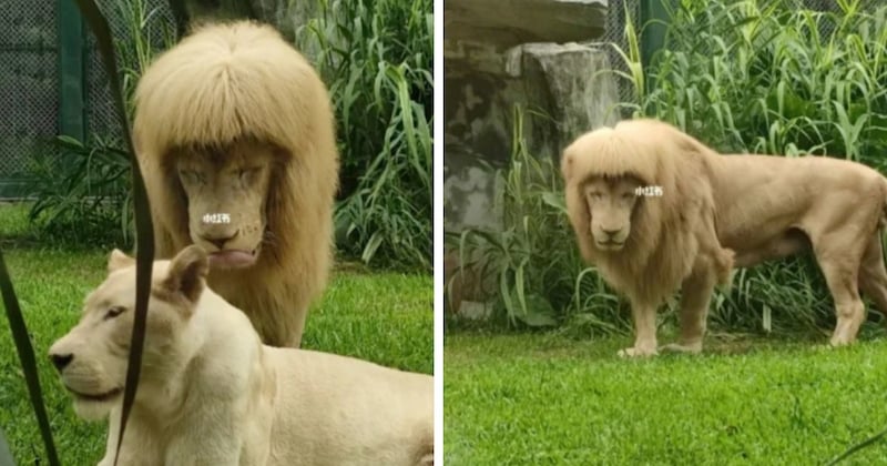 Ce lion arbore une frange droite, les internautes accusent le zoo de lui avoir coupé la crinière 