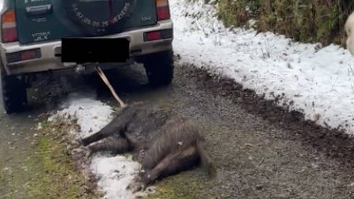 Elle filme un conducteur qui... traîne un sanglier à l'arrière de son 4x4, la vidéo suscite l'indignation 