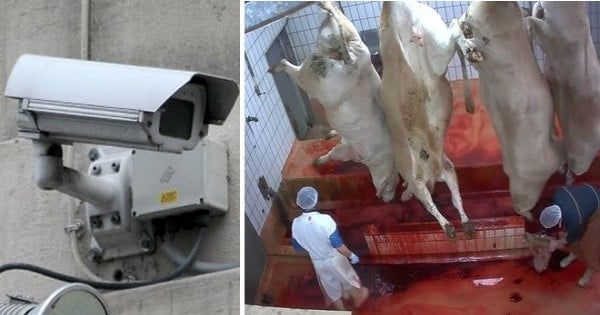 Les abattoirs systématiquement surveillés par des caméras ? Cette idée, visant à en finir une fois pour toutes avec la maltraitance animale, sera défendue aujourd'hui devant le ministre de l'Agriculture