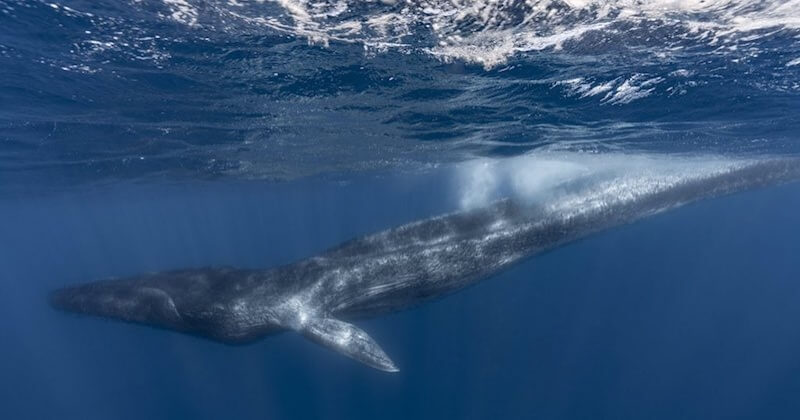 En Méditerranée, l'agonie d'une baleine blessée par l'Homme a provoqué la colère de WWF