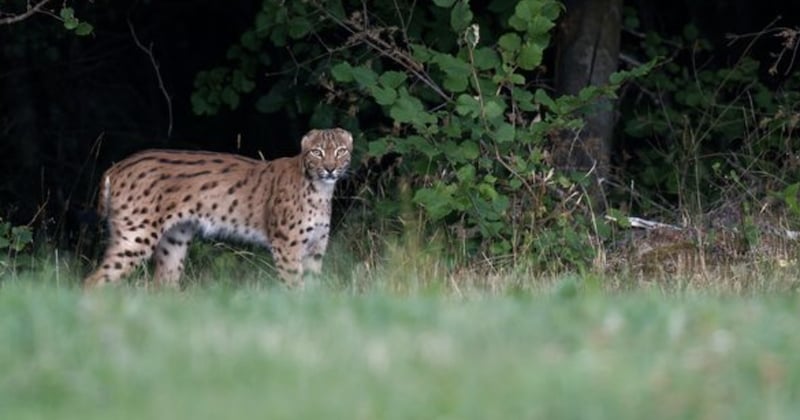 Ce lynx aperçu dans le Doubs possède une particularité physique étonnante 