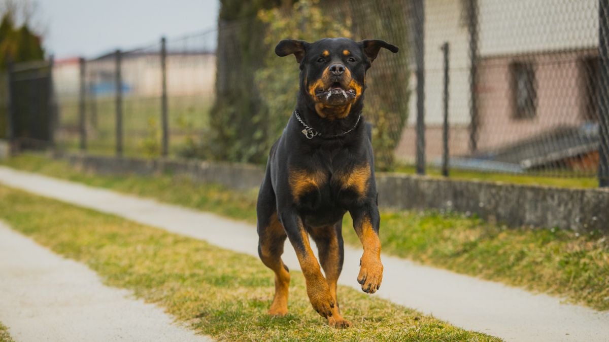 Un rottweiler en train de courir 