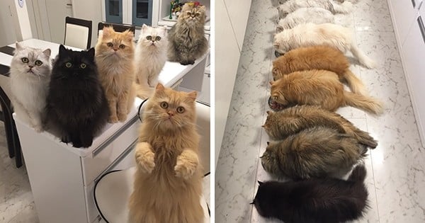 « 12CatsLady », la dame aux douze chats, explose Instagram avec sa horde de magnifiques chats persans !