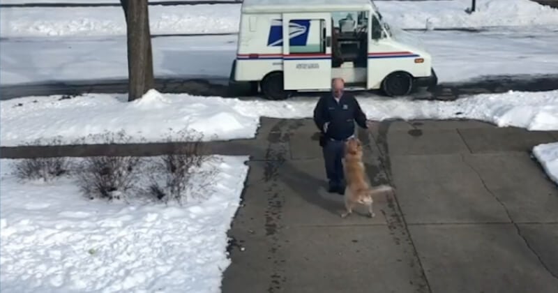 Ce golden retriever attend le facteur chaque jour avec enthousiasme pour lui sauter dessus et le câliner