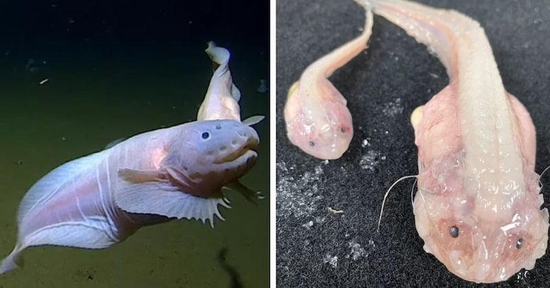 Au Japon, un poisson a été observé pour la première fois a plus de 8000 mètres de profondeur 