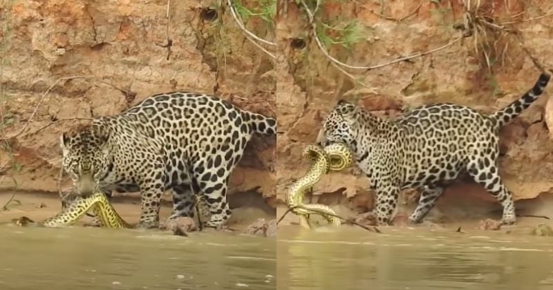 Un jaguar attaque un anaconda géant sous le regard stupéfait de touristes