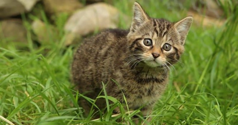 Deux chatons sauvages dont l'espèce est « fonctionnellement éteinte » sont nés en Écosse