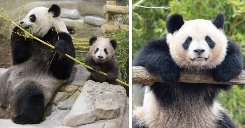 Le premier bébé panda né au Zoo de Beauval va rentrer en Chine