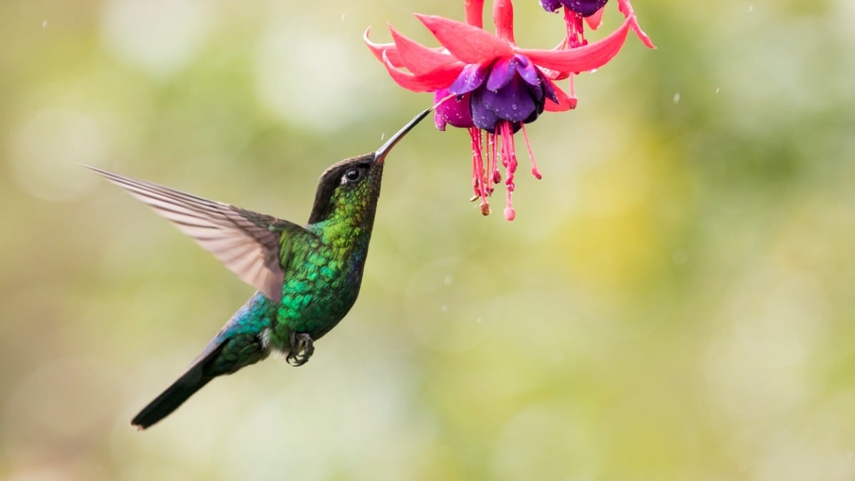 Des scientifiques percent le secret du super-pouvoir des colibris