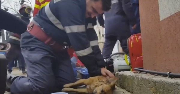 En Roumanie, un pompier s'est démené pour sauver la vie d'un chien pris dans un  incendie... Et il est devenu un héros national ! La vidéo est dingue