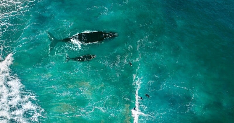 Australie : il risque une amende pour avoir sauvé une baleine 