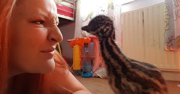 Elle achète un œuf sur eBay et fait éclore... un bébé émeu !
