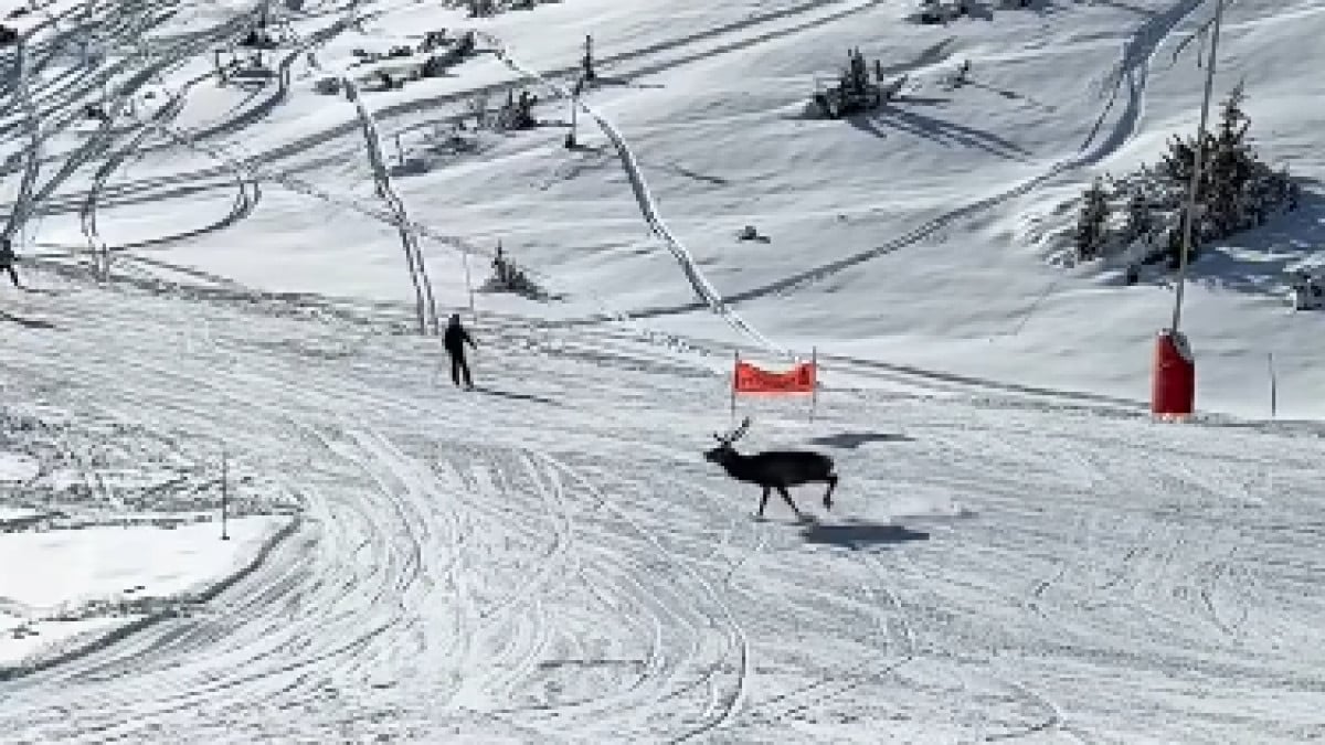 Un cerf traverse une piste de ski sous le regard ébahi des vacanciers émerveillés 