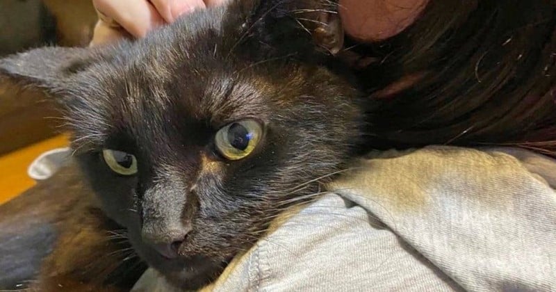 Au téléphone, elle reconnaît le miaulement de son chat disparu depuis 8 mois