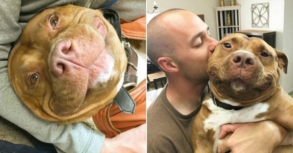 Découvrez Meaty, le pitbull qui n'arrête pas de sourire depuis qu'il a été adopté