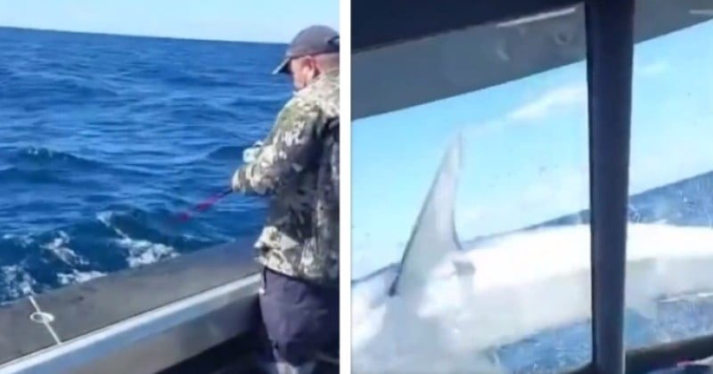 Un énorme requin de deux mètres saute sur un bateau de pêcheurs, la vidéo est impressionnante