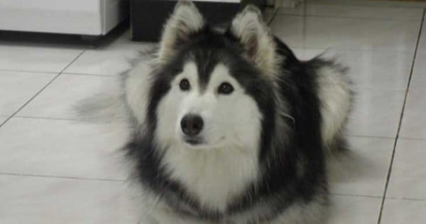 Tally le husky se comporte comme un chat… Et c’est vraiment trop mignon !