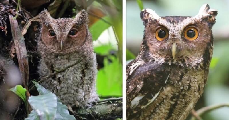 Bornéo : un hibou petit-duc a été revu pour la première fois depuis sa découverte il y a 125 ans 
