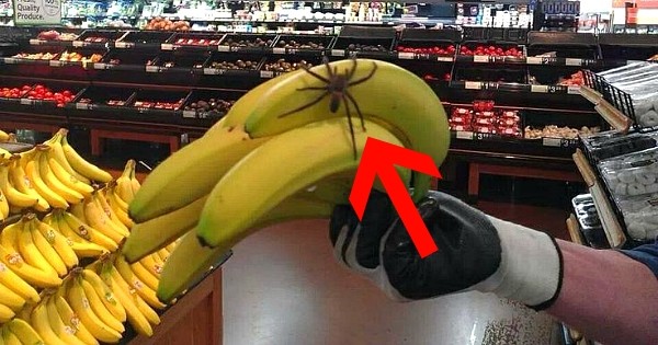 Messieurs, si cette araignée vous pique, vous pouvez être victime d'une érection de... 4 heures ! Arachnophobes s'abstenir