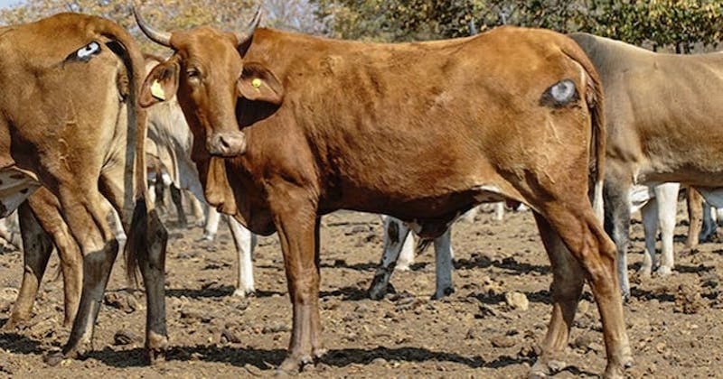 En Afrique, ils peignent des motifs oculaires sur des vaches pour les sauver des lions	