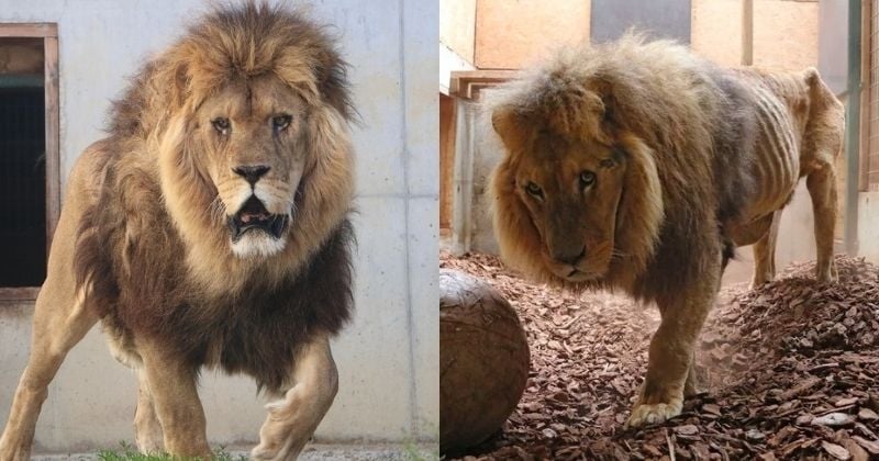 Jon, le lion de cirque recueilli dans un piteux état par l'association Tonga Terre d'accueil, est aujourd'hui sorti d'affaire