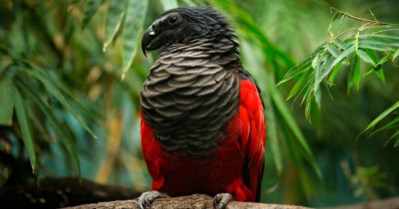 Un perroquet originaire de Nouvelle-Guinée, surnommé «Dracula», éblouit par sa beauté