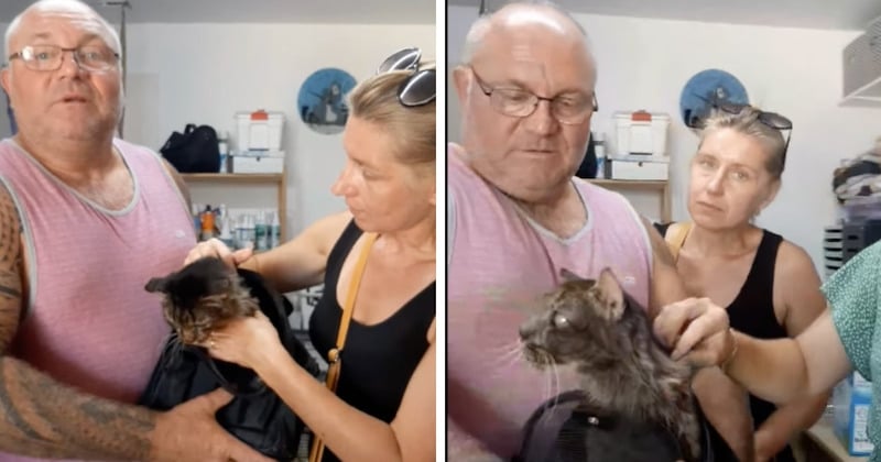 9 ans après leur séparation, un chat retrouve enfin ses maîtres