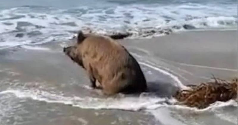 Insolite : un sanglier surpris pendant son bain de mer sur une plage de Bretagne