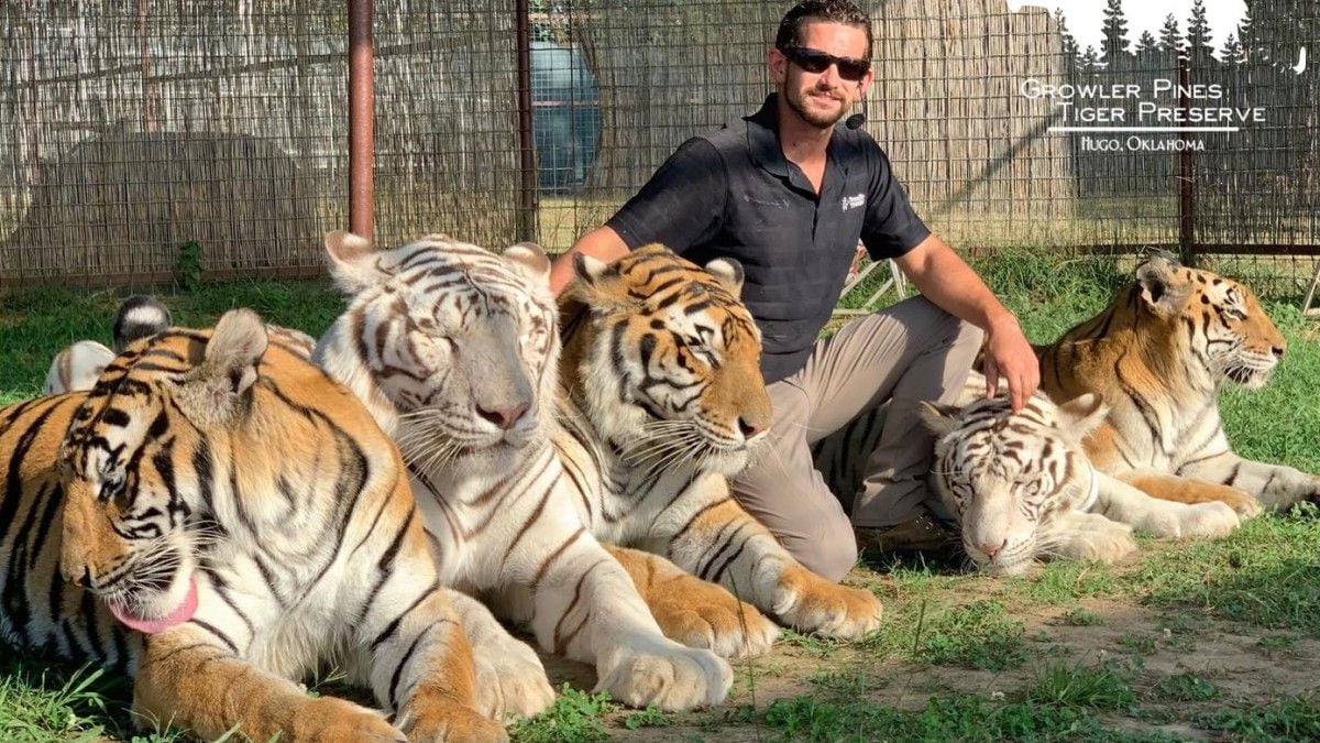 Un dresseur tué par son tigre en pleine représentation, sous les yeux horrifiés de sa femme et sa fille
