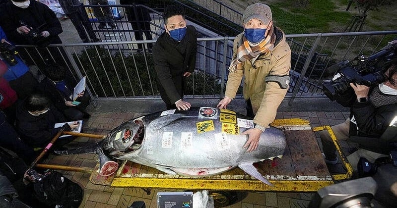 Un thon rouge a été vendu 252 000 euros lors d'une vente aux enchères au Japon