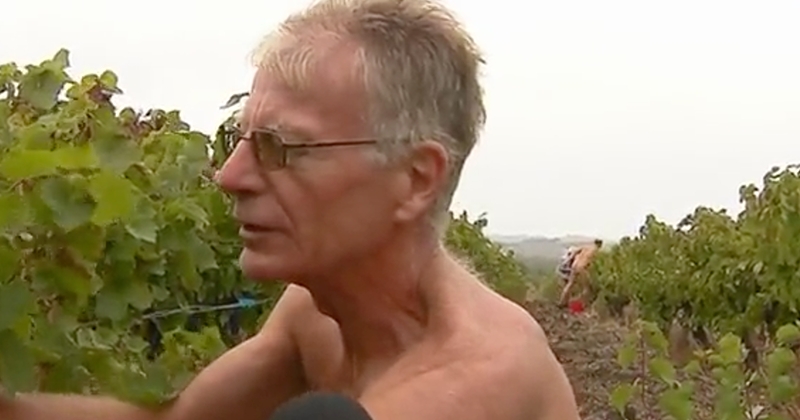Dans ces vignes d'Auvergne, on fait vendange nu