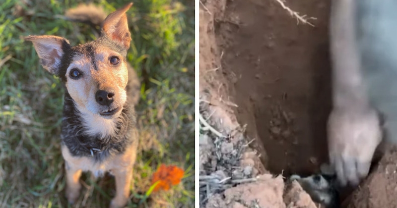 Angleterre : une chienne piégée dans un terrier pendant deux jours a été secourue par un homme courageux 