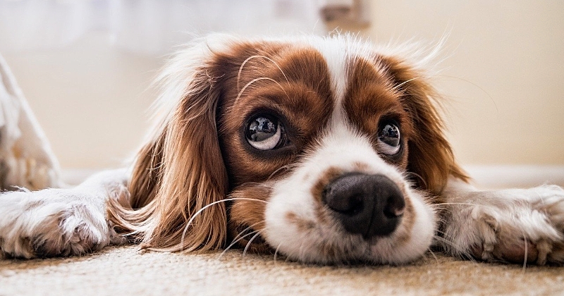 Les chiens sont capables de savoir si un Homme est sincère ou pas, selon une étude scientifique