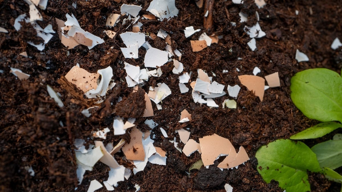 Voici pourquoi il faut mettre des coquilles d'oeufs sur le sol de votre jardin au printemps