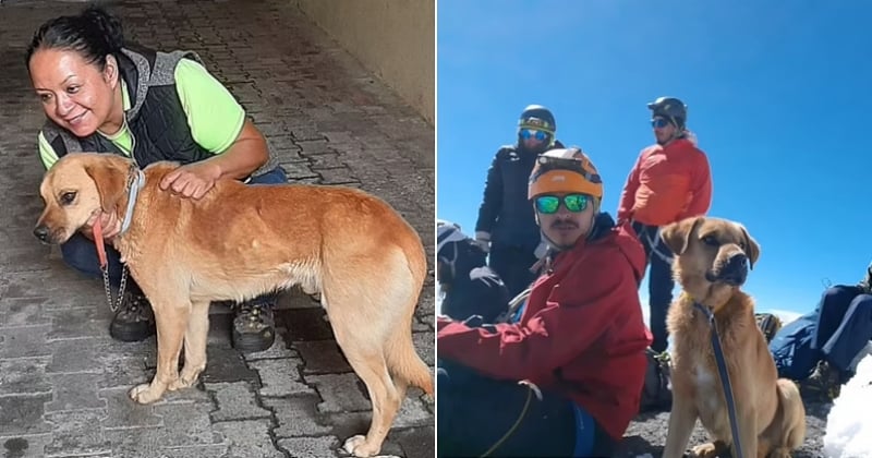 En México, este perro que llevaba un mes desaparecido a 5000 metros de altura fue rescatado por montañeros