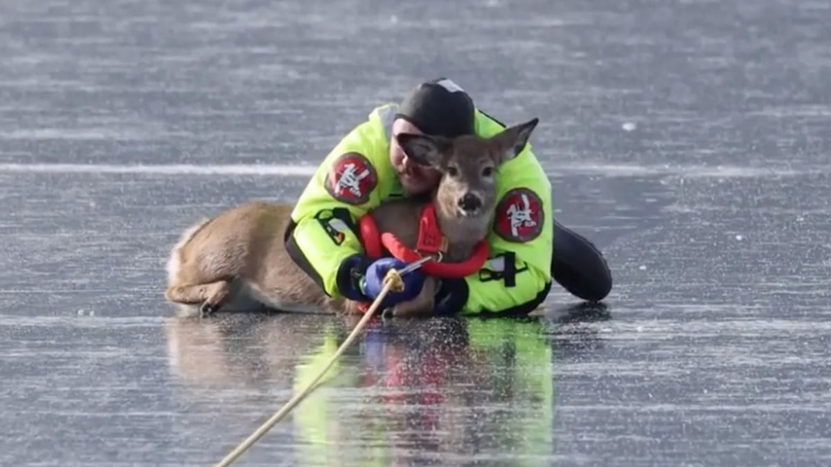 Capture d'écran montrant le pompier enlacer le cerf 
